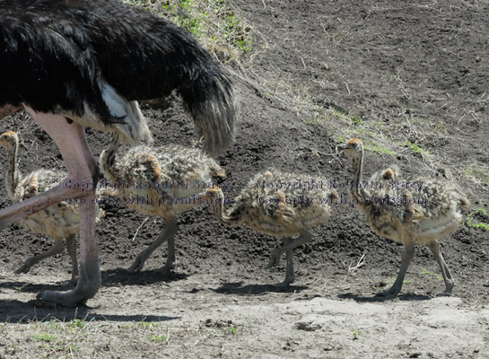 ostrich chicks walking with their father