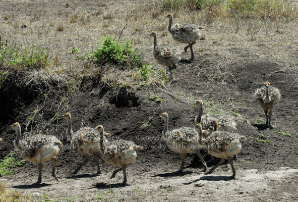 ostrich chicks