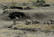 ostrich chicks following their father