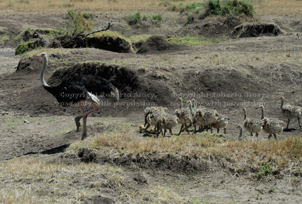 ostrich chicks following their father