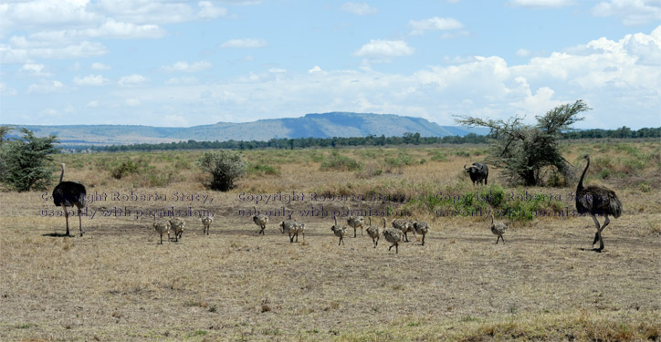 ostrich chicks walking with their parents