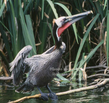 brown pelican