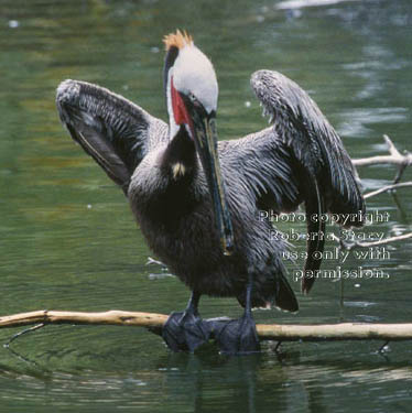 brown pelican