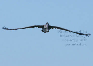 brown pelican flying