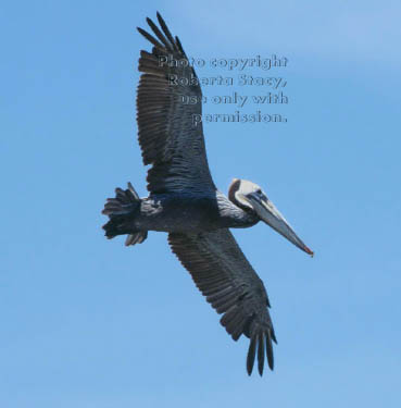 brown pelican flying