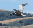 brown pelican