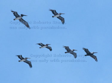 brown pelicans in flight