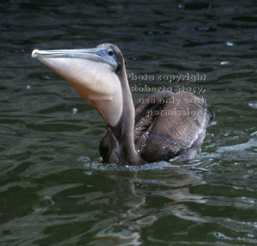 brown pelican