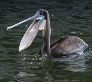 brown pelican