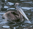 brown pelican