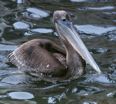 brown pelican