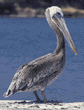 brown pelican