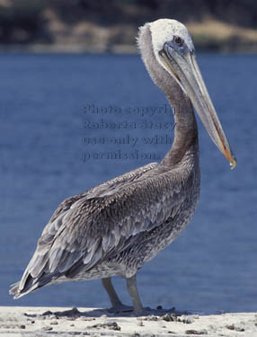 brown pelican