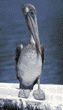 brown pelican