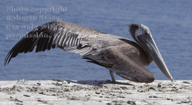 brown pelican