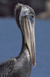 brown pelican