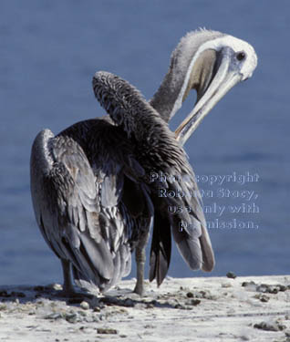 brown pelican preening