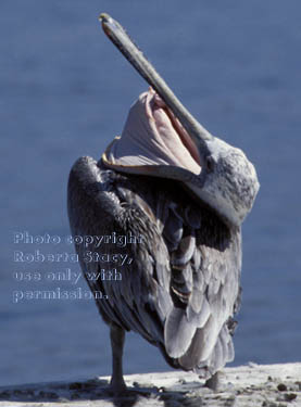 brown pelican