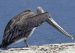 brown pelican