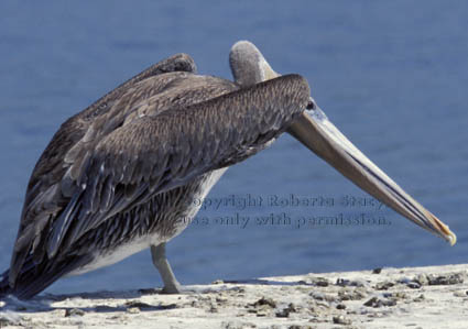 brown pelican