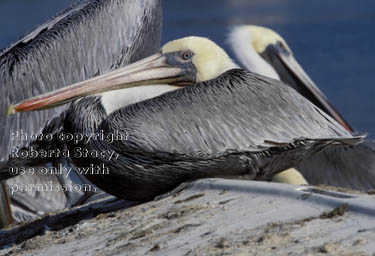 brown pelicans