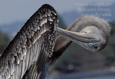 brown pelican preening