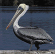 brown pelican