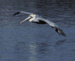 brown pelican in flight