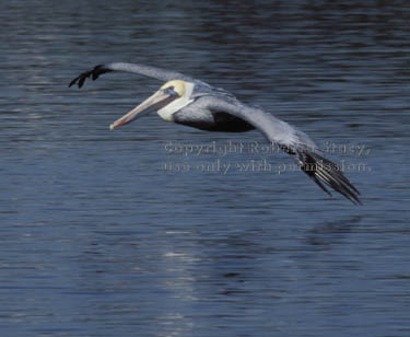 brown pelican in flight