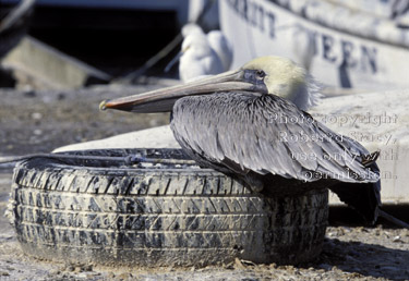 brown pelican on tire