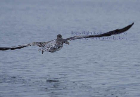 brown pelican