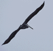 brown pelican