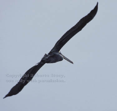 brown pelican