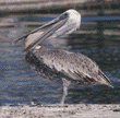 brown pelican