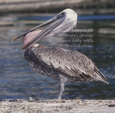 brown pelican