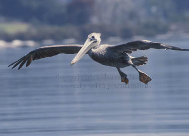 brown pelican