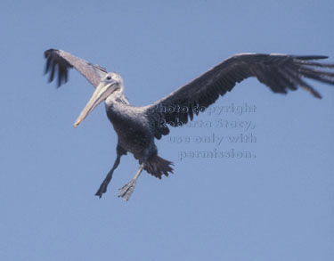 brown pelican ready to land