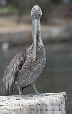 brown pelican