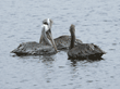 brown pelicans