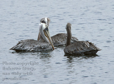 brown pelicans