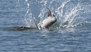 brown pelican diving for food