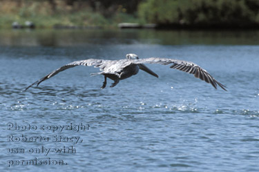 brown pelican