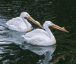 American white pelicans