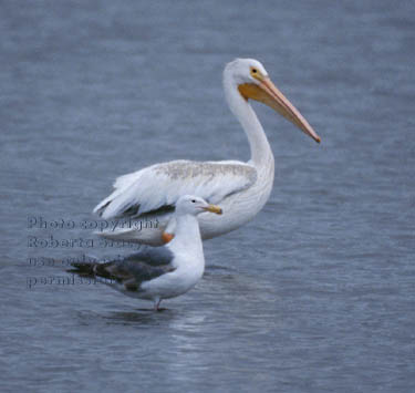 American white pelican & ring-billed gull