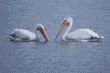 American white pelicans