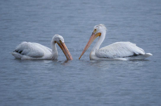 American white pelicans