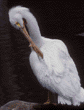 American white pelican