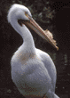 American white pelican