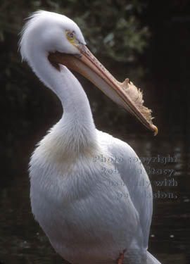 American white pelican