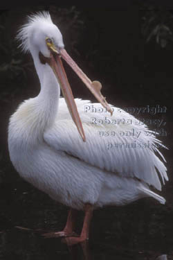 American white pelican